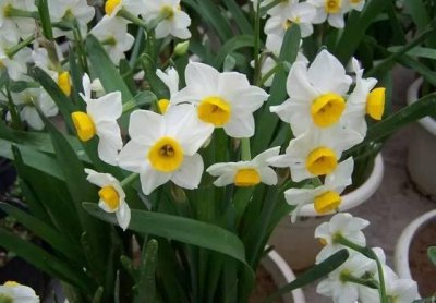 ​土培水仙花几月份开花（这样栽培水仙花大年三十刚好开花）