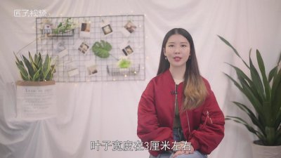 ​凤尾丝兰的介绍 凤尾丝兰与剑兰有什么不同?