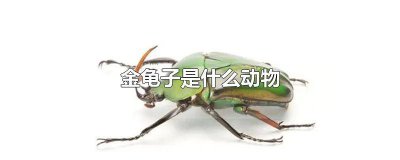 ​哪种金龟子是保护动物 金龟子是脊椎动物吗