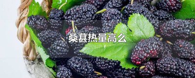 ​桑葚热量高吗减肥能吃吗 桑葚能量高吗