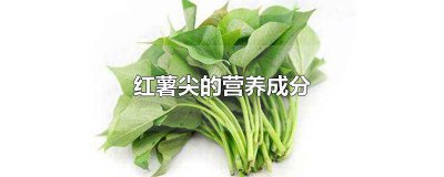 ​吃薯尖的好处 红薯嫩尖的营养价值