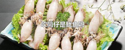 ​吹筒仔是鱿鱼吗
