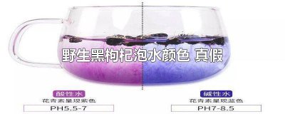 ​野生黑枸杞图片和泡水颜色 野生黑枸杞泡水是什么颜色的