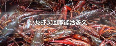 ​小龙虾买回家能活几天 小龙虾买回来可以活多久
