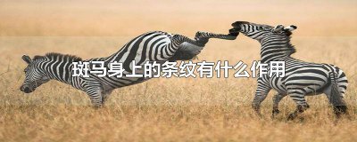 ​斑马身上的条纹一样吗 斑马身上怎么会有条纹