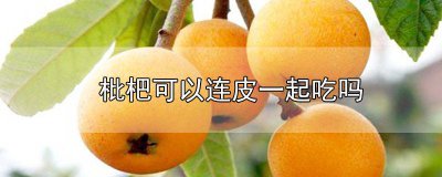 ​枇杷可以连皮一起吃吗 枇杷是连皮吃的吗?