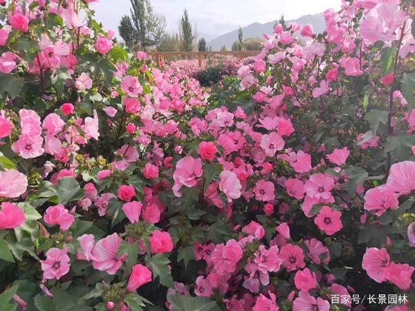 耐寒植物推荐:花葵