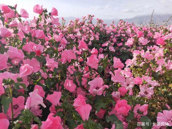 耐寒植物推荐:花葵