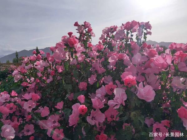 耐寒植物推荐:花葵