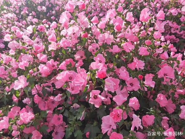 耐寒植物推荐:花葵