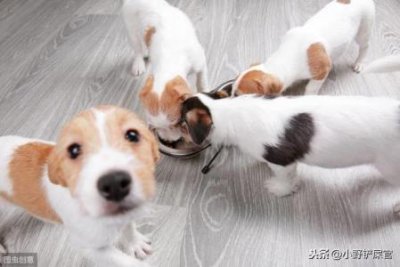 ​边境犬长大后多重边境牧羊犬长多大就不再长了