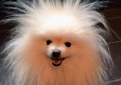 ​广西猎犬和下司犬纯种广西猎犬