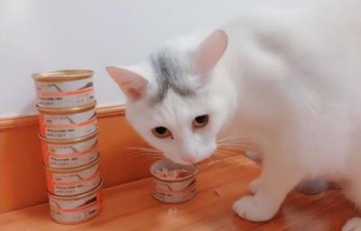 ​为什么猫交配时发出的声音如此凄惨？是因为痛吗？