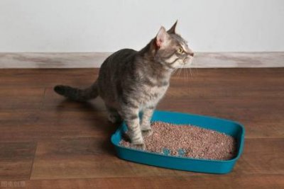 ​猫驱老鼠声音猫驱老鼠的最凶叫