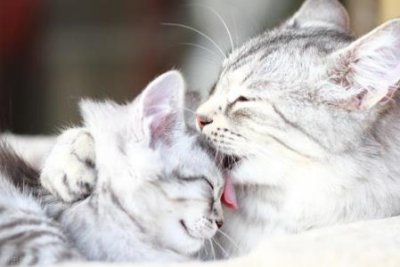 ​猫咪得了耳螨，如何医治耳螨？医治猫咪耳螨，你还需要知道这些