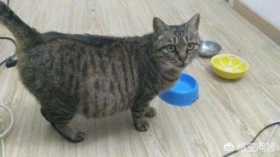 ​猫脑炎是怎么引起的猫得脑炎 症状