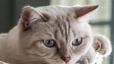 ​猫护食怎么纠正猫护食怎么简单解决