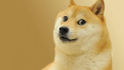 ​“Doge”曾经风靡全球网络圈的神烦狗，魔性表情包的始祖