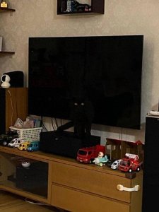 ​民间流传“黑猫”不吉利，敢养的人太少，你养过吗？
