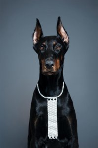 ​纠结：不知道养杜宾犬好还是马犬好