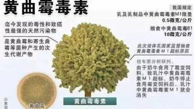 ​黄曲霉素，身边最强的致癌毒素！教你如何消灭它