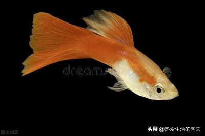 ​怎样才能养好孔雀鱼？饲养孔雀鱼注意五个事项，养好孔雀并不难