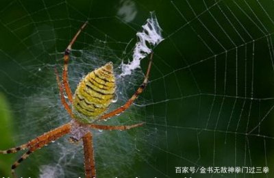 ​为何说千蛛万毒手威力无穷，而且没有上限，克制一阳指