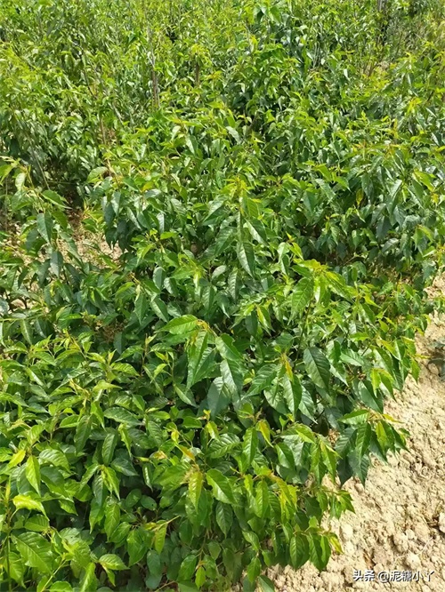 农村山上长着的野樱桃树，果子好看味却极苦，为何种的人还挺多？