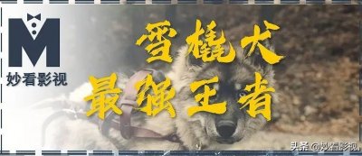 ​雪橇犬最强王者——《多哥》