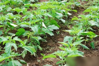 ​农历六月初一是啥节？为何民间有“六月初一，滴雨滴金”的说法？