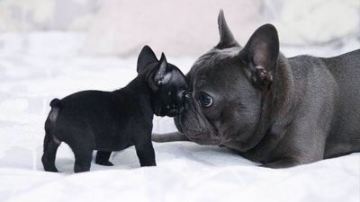 ​法斗犬优缺点有什么？很多人养，但某些缺点让主人无法忍受