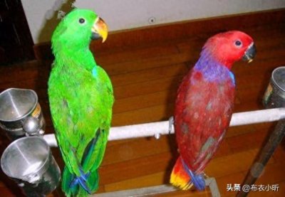 ​价值20万的折衷鹦鹉，它的样子，让无数网友看哭！
