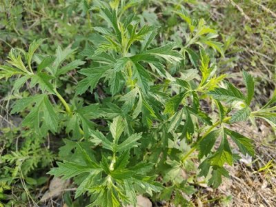 ​山东相册｜泰山上的野生药材（一）：益母草