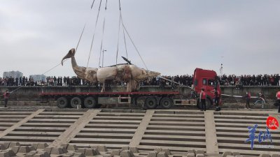 ​汕头东海岸搁浅鲸鱼尸体已被打捞上岸，并进行无害化填埋完毕