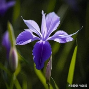 ​《马兰花》：说出一部电影的名字，证明你已经不再年轻