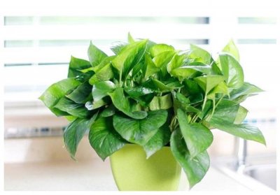 ​土培绿萝的养植技巧，做好这3点，生长又快又旺盛，爆盆不是难题