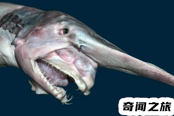欧氏尖吻鲛形态特征（生活在深海里的鲨鱼吻部突出像是一柄短剑）(2)_