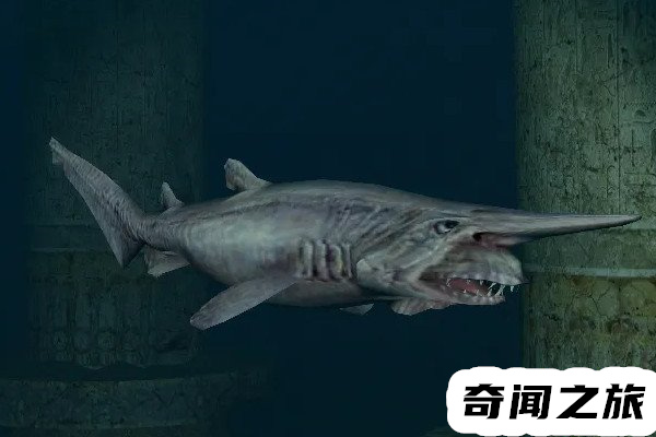欧氏尖吻鲛形态特征（生活在深海里的鲨鱼吻部突出像是一柄短剑）(4)_