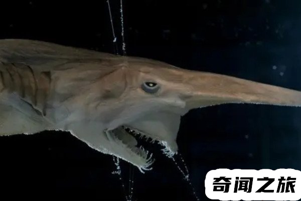 欧氏尖吻鲛形态特征（生活在深海里的鲨鱼吻部突出像是一柄短剑）(3)_