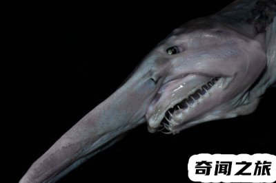 ​欧氏尖吻鲛形态特征（生活在深海里的鲨鱼吻部突出像是一柄短剑）
