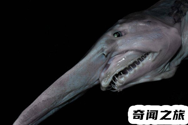 欧氏尖吻鲛形态特征（生活在深海里的鲨鱼吻部突出像是一柄短剑）(1)_