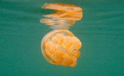 ​动物中十大奇特有趣的现象 第四种动物能提前感知地震