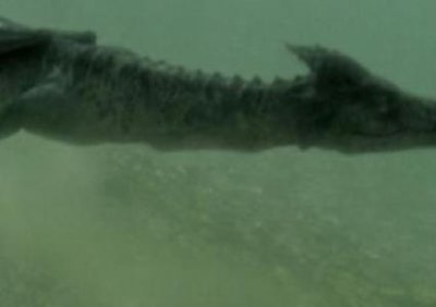 ​茶杯狗最少多少钱一只