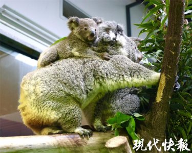 ​“青柑”！南京红山动物园考拉五宝的名字定啦