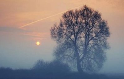 ​世界上最毒的水果