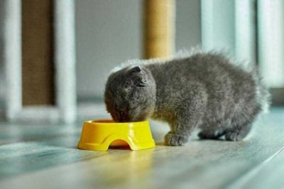 猫粮品牌十大排行