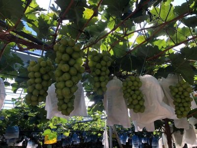 ​“葡萄之乡”李官镇：乡村振兴，群众欢欣