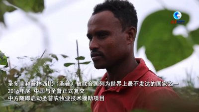 ​全球连线丨圣多美和普林西比：探访中圣普农业减贫示范村