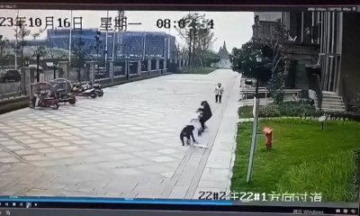 ​警方通报：女童遭恶犬袭击受伤，罗威纳犬主人被依法采取强制措施