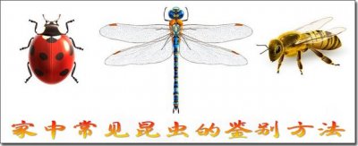 ​家中常见昆虫的鉴别方法